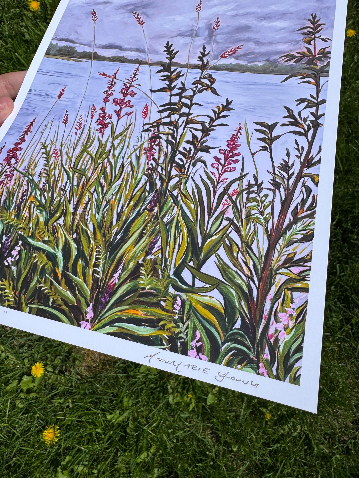 "Fluster of Fireweed" Print